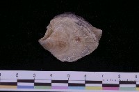 藏品(馬鞍障泥蛤)的圖片